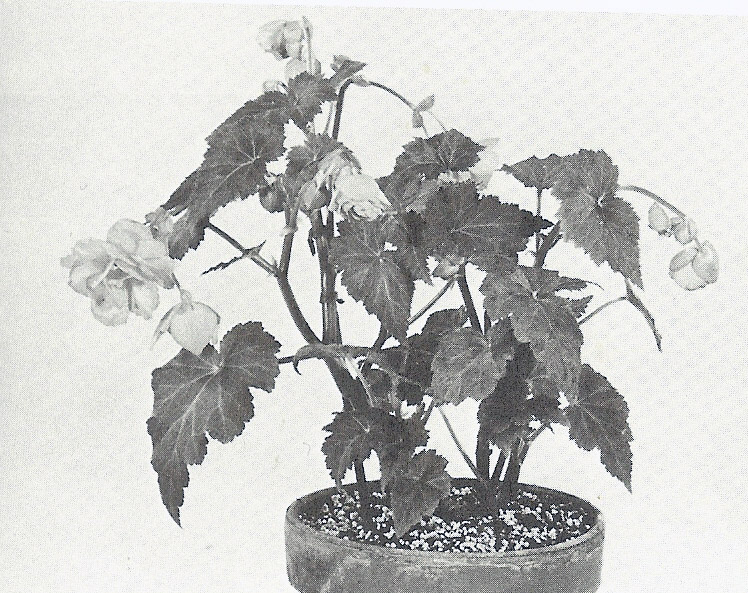 B. ‘Rambouillet’